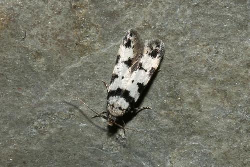 Réf. 183 220 : Pseudotelphusa scalella